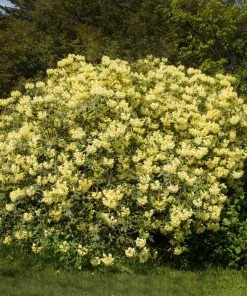 Brighter Blooms Yellow Rhododendron Shrub