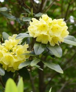 Brighter Blooms Yellow Rhododendron Shrub