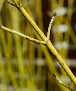 Brighter Blooms Yellow Twig Dogwood Shrub 12 Brighter Blooms Yellow Twig Dogwood Shrub