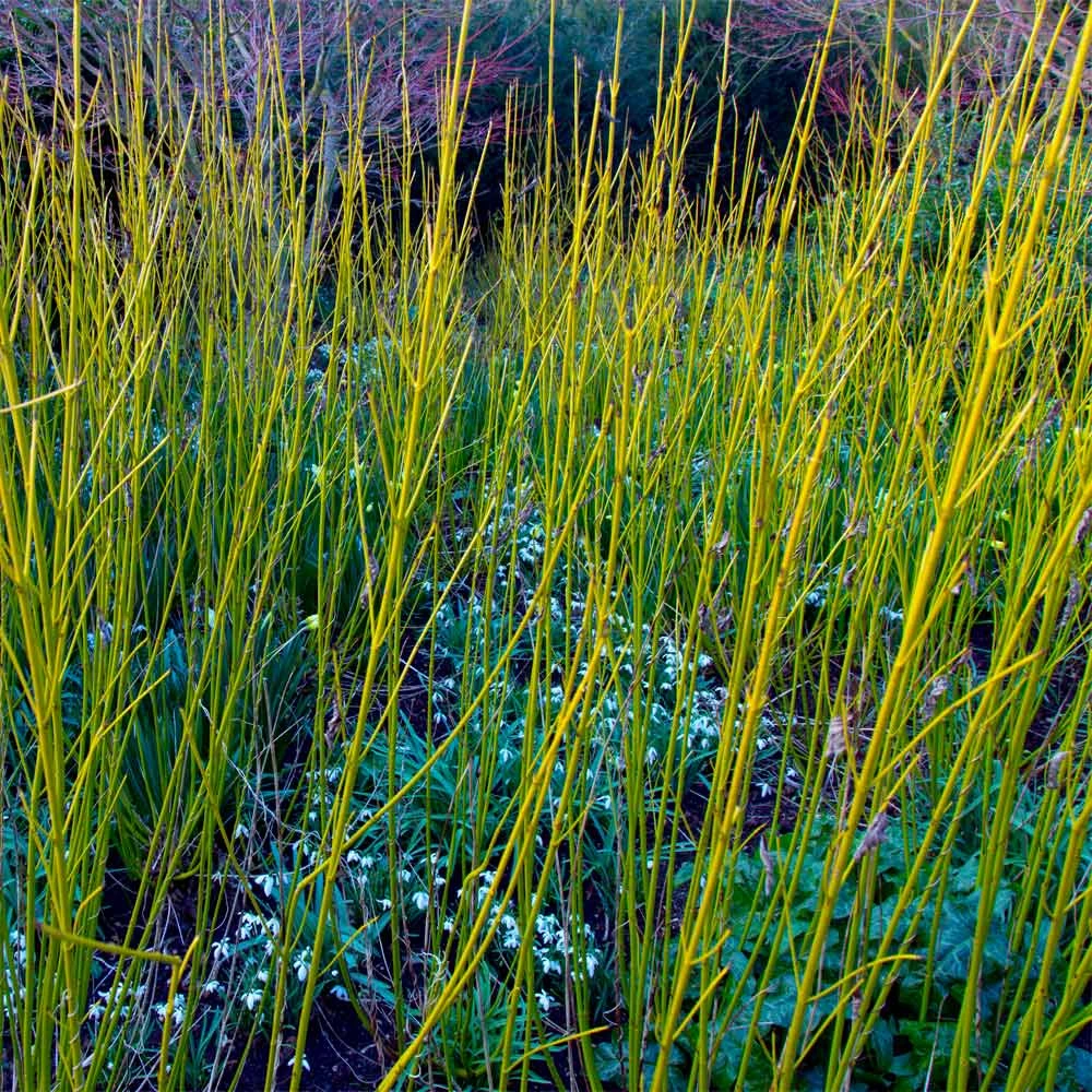 Brighter Blooms Yellow Twig Dogwood Shrub 2 Brighter Blooms Yellow Twig Dogwood Shrub