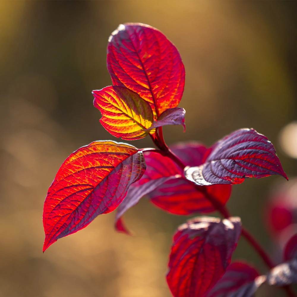 Brighter Blooms Yellow Twig Dogwood Shrub 7 Brighter Blooms Yellow Twig Dogwood Shrub