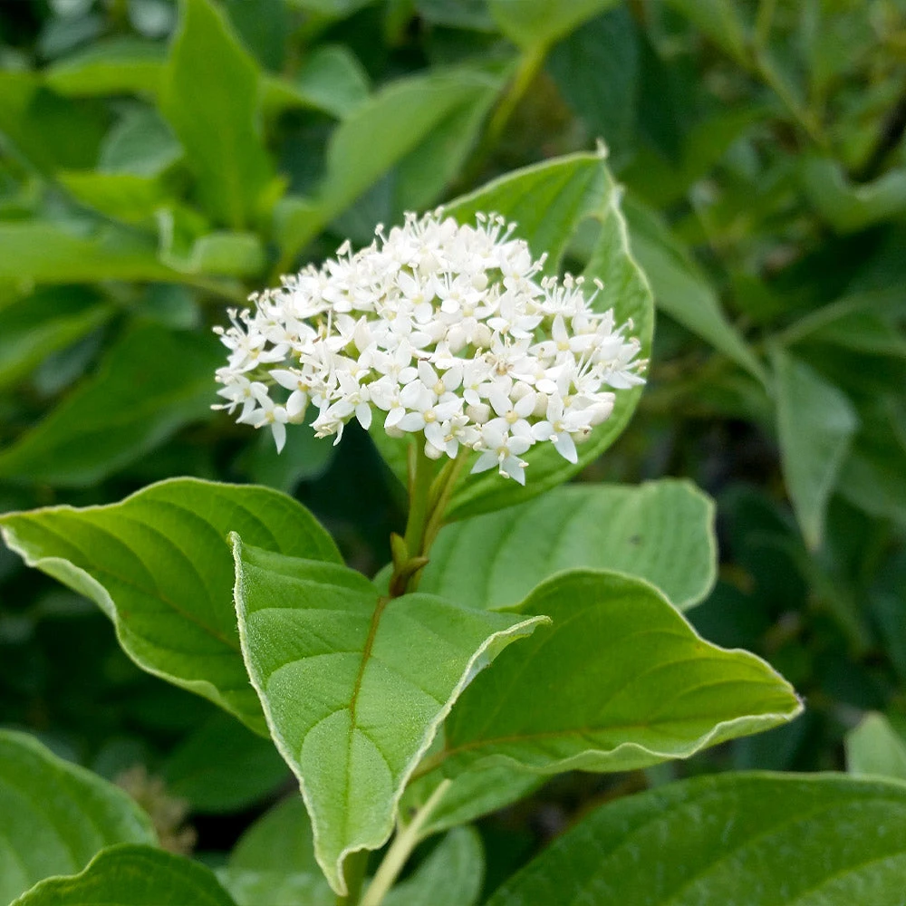 Brighter Blooms Yellow Twig Dogwood Shrub 6 Brighter Blooms Yellow Twig Dogwood Shrub