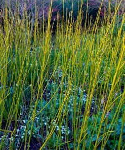Brighter Blooms Yellow Twig Dogwood Shrub