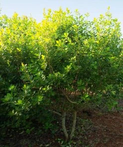 Brighter Blooms Fruit Trees Yerba Mate Plant