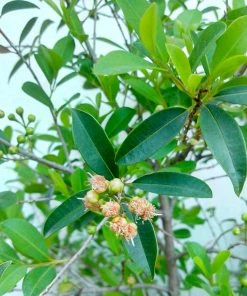 Brighter Blooms Fruit Trees Yerba Mate Plant