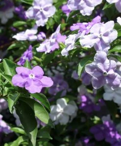 Brighter Blooms Yesterday, Today And Tomorrow Plant Shrubs & Hedges