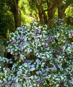Brighter Blooms Yesterday, Today And Tomorrow Plant Shrubs & Hedges