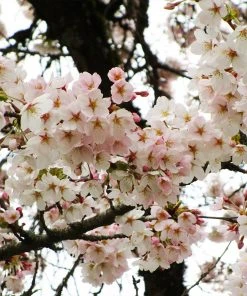 Brighter Blooms Flowering Trees Yoshino Cherry Tree