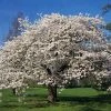 Brighter Blooms Flowering Trees Yoshino Cherry Tree