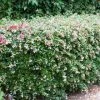 Brighter Blooms Edward Goucher Abelia Shrub