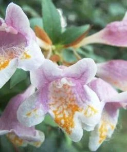 Brighter Blooms Edward Goucher Abelia Shrub
