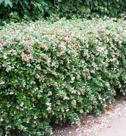 Brighter Blooms Edward Goucher Abelia Shrub