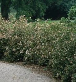 Brighter Blooms Little Richard Abelia Shrub Shrubs & Hedges
