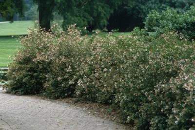 Brighter Blooms Little Richard Abelia Shrub Shrubs & Hedges 2 Brighter Blooms Little Richard Abelia Shrub Shrubs & Hedges