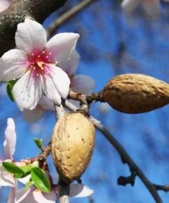 Brighter Blooms NE Plus Almond Tree 5 Brighter Blooms NE Plus Almond Tree