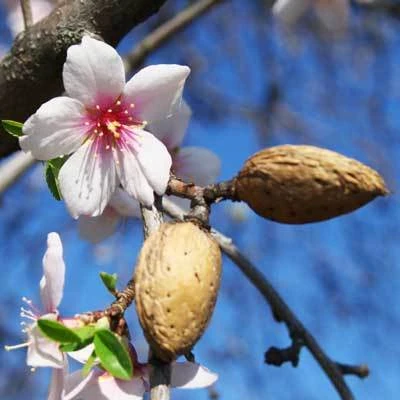 Brighter Blooms NE Plus Almond Tree 3 Brighter Blooms NE Plus Almond Tree