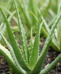 Brighter Blooms Aloe Vera Plant House & Patio