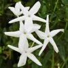 Brighter Blooms Angel Wing Jasmine Shrub