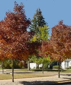 Brighter Blooms Shade Trees Autumn Purple Ash Tree