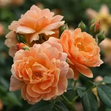 Brighter Blooms At Last® Rose