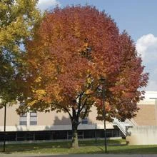 Brighter Blooms Shade Trees Autumn Purple Ash Tree