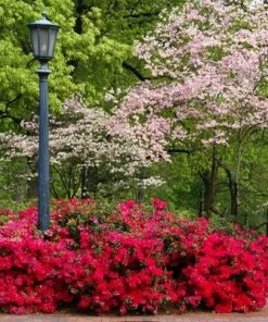 Brighter Blooms Coral Bells Azalea