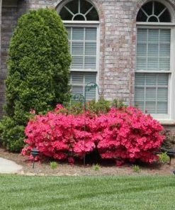Brighter Blooms Coral Bells Azalea