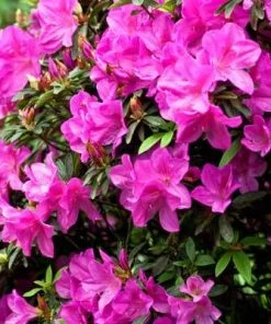 Brighter Blooms Shrubs & Hedges Lavender Formosa Azalea Shrub