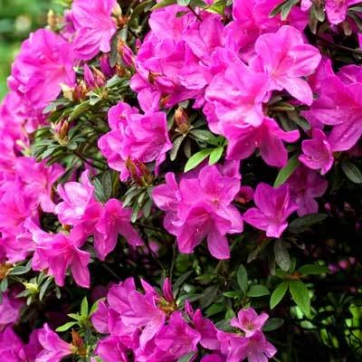Brighter Blooms Shrubs & Hedges Lavender Formosa Azalea Shrub 2 Brighter Blooms Shrubs & Hedges Lavender Formosa Azalea Shrub