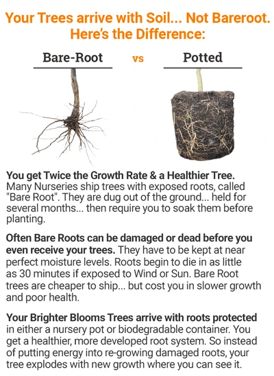 Brighter Blooms White Tropical Hibiscus Tree Flowering Trees 3 Brighter Blooms White Tropical Hibiscus Tree Flowering Trees