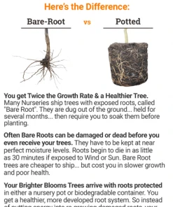 Brighter Blooms Flowering Trees Profusion Crabapple Tree