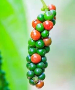 Brighter Blooms Fruit Trees Black Pepper Plant