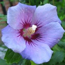 Brighter Blooms Blue Bird Rose Of Sharon Althea Shrub