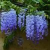 Brighter Blooms Blue Moon Wisteria Vine