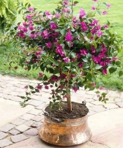 Brighter Blooms Purple Queen Bougainvillea Shrub