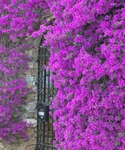 Brighter Blooms Purple Queen Bougainvillea Shrub