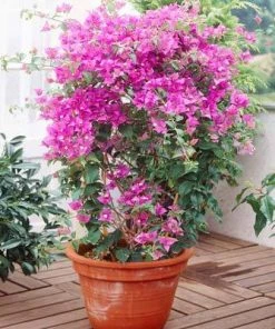 Brighter Blooms Purple Queen Bougainvillea Shrub