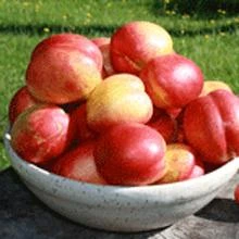 Brighter Blooms Fruit Trees Surecrop Nectarine Tree