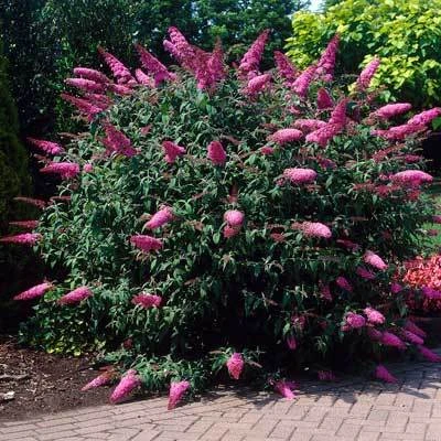 Brighter Blooms Shrubs & Hedges Pink Delight Butterfly Bush 2 Brighter Blooms Shrubs & Hedges Pink Delight Butterfly Bush