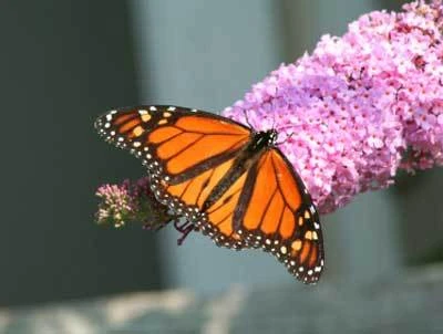 Brighter Blooms Shrubs & Hedges Pink Delight Butterfly Bush 3 Brighter Blooms Shrubs & Hedges Pink Delight Butterfly Bush