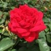 Brighter Blooms The Grand Champion™ Double Red Rose
