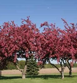 Brighter Blooms Flowering Trees Profusion Crabapple Tree