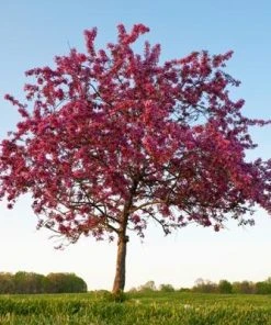 Brighter Blooms Flowering Trees Profusion Crabapple Tree