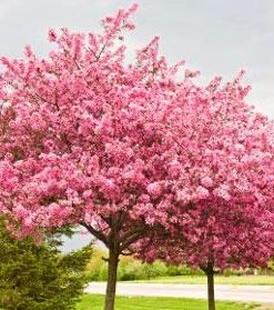 Brighter Blooms Flowering Trees Robinson Crabapple Tree