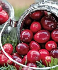 Brighter Blooms Cranberry Bushes Stevens Cranberry Bush 5 Brighter Blooms Cranberry Bushes Stevens Cranberry Bush