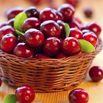 Brighter Blooms Cranberry Bushes Stevens Cranberry Bush 2 Brighter Blooms Cranberry Bushes Stevens Cranberry Bush