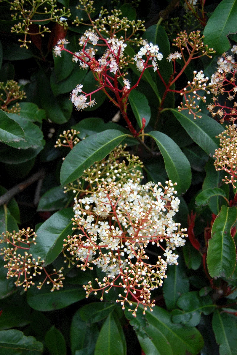 Brighter Blooms SHOP ALL Fraser Photinia Tree 3 Brighter Blooms SHOP ALL Fraser Photinia Tree