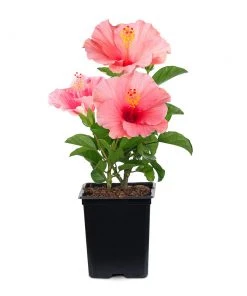 Brighter Blooms First Lady™ Hollywood Hibiscus 5 Brighter Blooms First Lady™ Hollywood Hibiscus