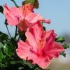 Brighter Blooms First Lady™ Hollywood Hibiscus