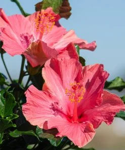 Brighter Blooms First Lady™ Hollywood Hibiscus